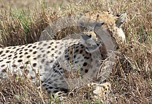 Cheetah in relax, Botswana photo