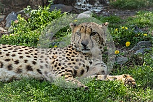 Cheetah relaxes in green grass dotted with yellow flowers