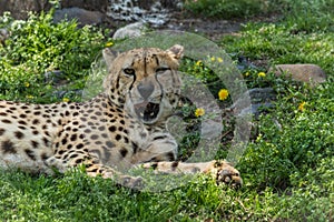 Cheetah relaxes in green grass dotted with yellow flowers