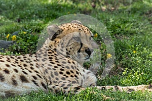 Cheetah relaxes in green grass dotted with yellow flowers