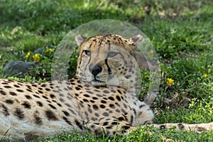 Cheetah relaxes in green grass dotted with yellow flowers