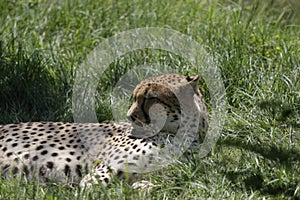 Cheetah relaxing