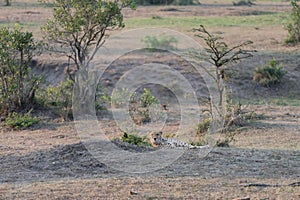 Cheetah relaxing in the grass of the Masaai Mara in Kenya at dusk