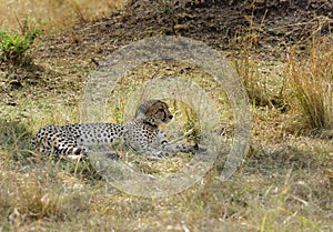 Cheetah relaxing in Masai Mara Grassland