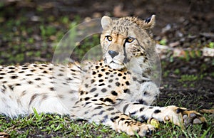 Cheetah relaxing in the shade.