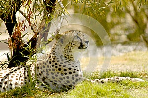 This cheetah is resting under a tree and out of the sun.