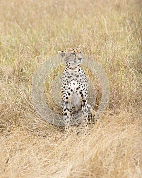 Cheetah rest in tall grass
