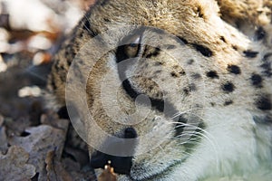 Cheetah resting