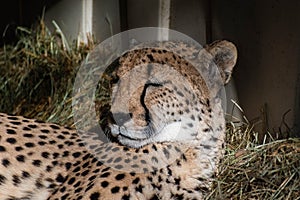 Cheetah Resting Away from the Midday Sun