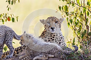 Cheetah resting in the bush with her cubs