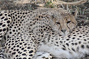 Cheetah resting