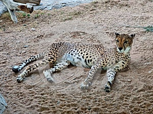 Cheetah resting in the Desert, Al Ain,UAE.