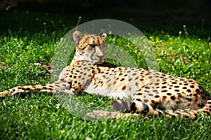 Cheetah resting on the grass