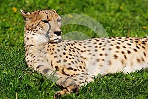 Cheetah resting on the grass