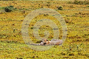 Cheetah resting on the grass. Serengeti, Tanzania
