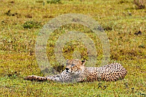 Cheetah resting on the grass in the Serengeti, Tanzania