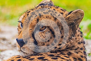 cheetah resting on green grass, very close eye contact