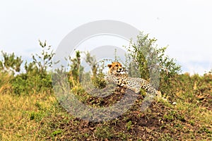 Cheetah resting on the hill. Masai Mara, Kenya