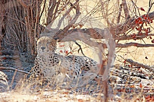 Cheetah resting next to a tree while looking ahead in Hwange National Par