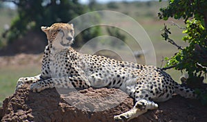 Cheetah resting on a rock