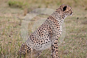 Cheetah resting on the savannah Looking Far For th epirey