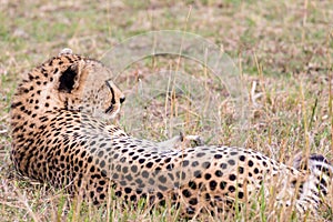 A cheetah resting on the savannah of the Maasai Mara, Kenya