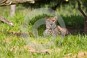 Cheetah resting in the shade