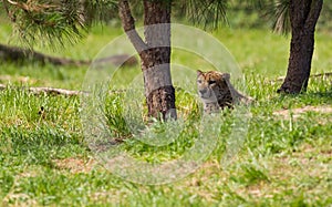 Cheetah resting in the shade