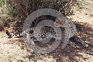 Cheetah Resting in the Shade