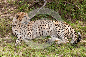 Cheetah resting under bushes