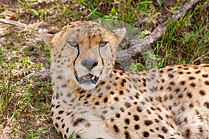 Cheetah resting under bushes