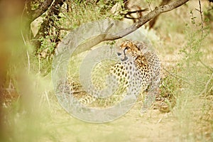 Cheetah resting under tree