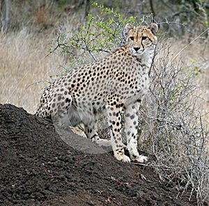 Cheetah rests on an anthill in S. Africa