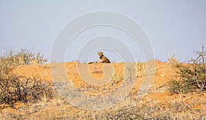 Cheetah On A Ridge