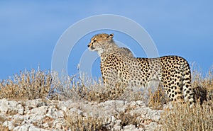 Cheetah on a ridge in the Kalahari