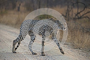 Cheetah in the Road