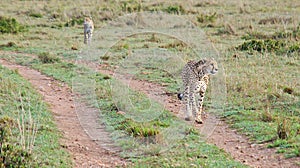 A cheetah patrols its territory photo