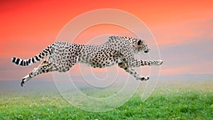 Cheetah run