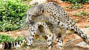 Cheetah Run