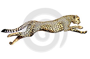 cheetah running, Acinonyx jubatus