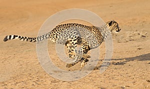 Cheetah running, (Acinonyx jubatus), South Africa