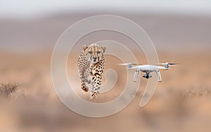 Cheetah Running Across Tan Savanna With Drone photo