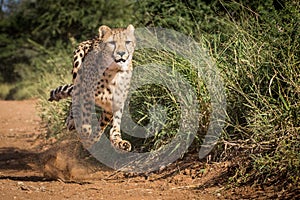 Cheetah running and full speed with all legs off the ground chasing prey in Kruger Park South Africa