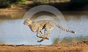 Cheetah running, Acinonyx jubatus, South Africa