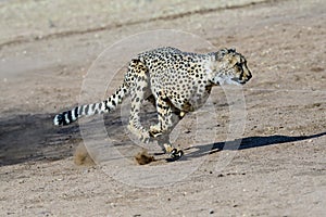 Cheetah running at full tilt