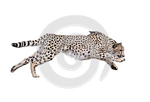 Cheetah Running ,Isolated on white Background