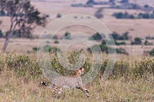 Cheetah Running on the Savannah grass for its prey Prey at the Masai Mara National Reserve Narok County