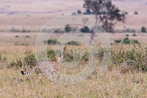 Cheetah Running on the Savannah grass Observing Prey at the Masai Mara National Reserve Narok County In Kenya Wilderness