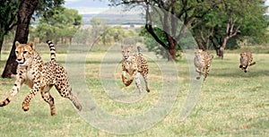 Guepardo correr secuencias 