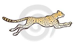 Cheetah running sketch